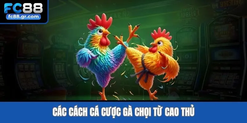 Các cách cá cược gà chọi từ cao thủ