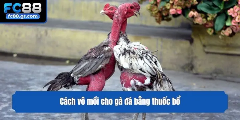 Cách vô mồi cho gà đá bằng thuốc bổ
