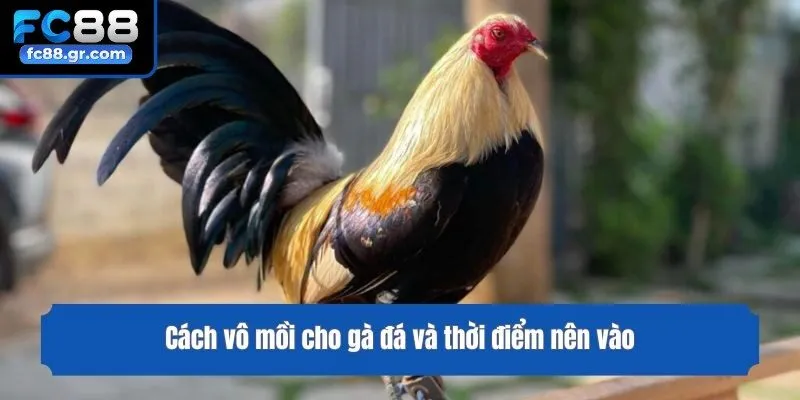 Cách vô mồi cho gà đá và thời điểm nên vào