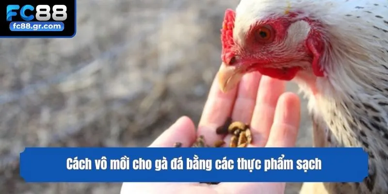 Cách vô mồi cho gà đá bằng các thực phẩm sạch
