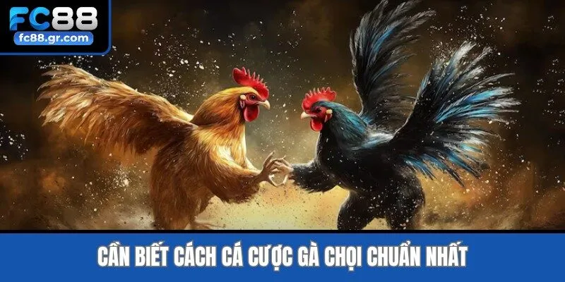 Cần biết cách cá cược gà chọi chuẩn nhất