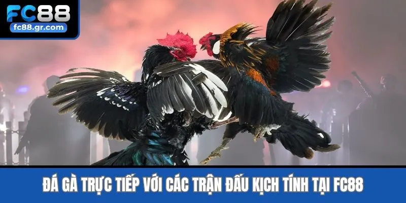Đá Gà Trực Tiếp Với Các Trận Đấu Kịch Tính Tại Fc88