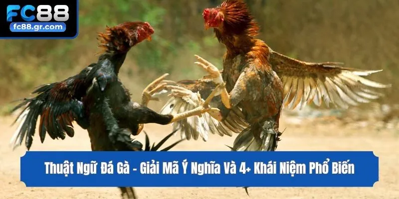 Thuật Ngữ Đá Gà - Giải Mã Ý Nghĩa Và 4+ Khái Niệm Phổ Biến