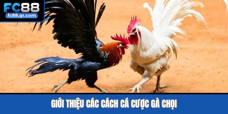 Giới thiệu các cách cá cược gà chọi
