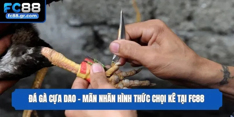 Đá Gà Cựa Dao - Mãn Nhãn Hình Thức Chọi Kê Tại Fc88