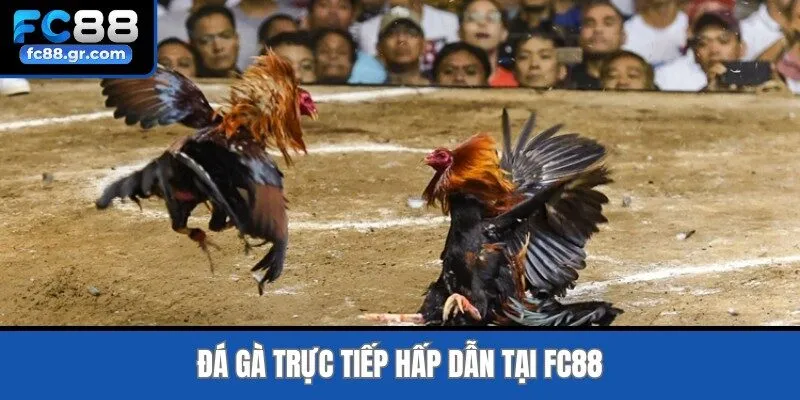 Đá gà trực tiếp hấp dẫn tại Fc88