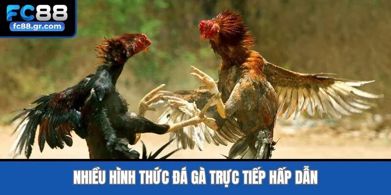 Nhiều hình thức đá gà trực tiếp hấp dẫn