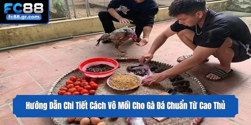 Hướng Dẫn Chi Tiết Cách Vô Mồi Cho Gà Đá Chuẩn Từ Cao Thủ