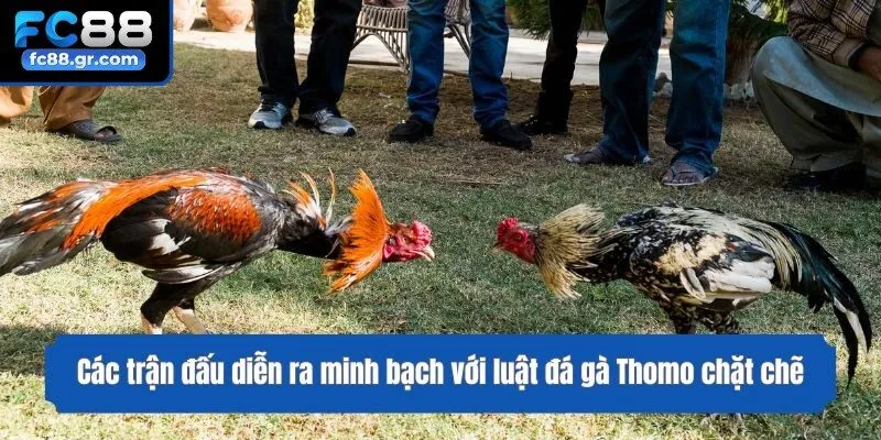 Các trận đấu diễn ra minh bạch với luật đá gà Thomo chặt chẽ