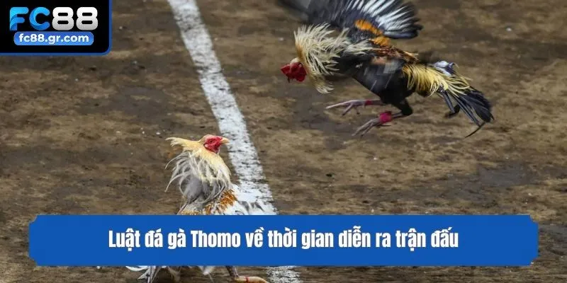 Luật đá gà Thomo về thời gian diễn ra trận đấu
