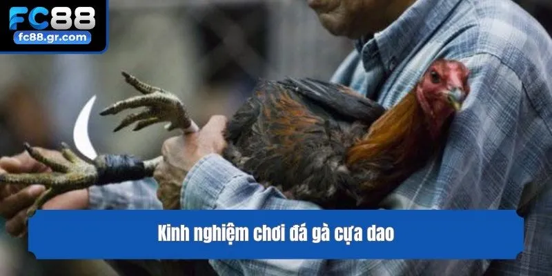 Kinh nghiệm chơi đá gà cựa dao