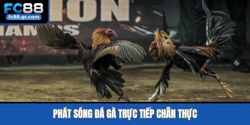 Phát sóng đá gà trực tiếp chân thực