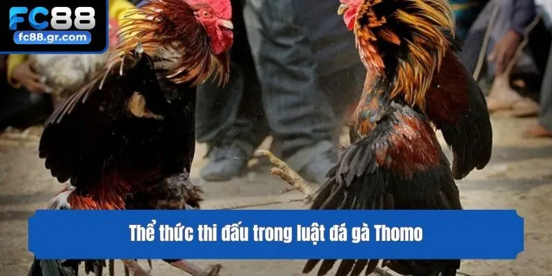 Thể thức thi đấu trong luật đá gà Thomo