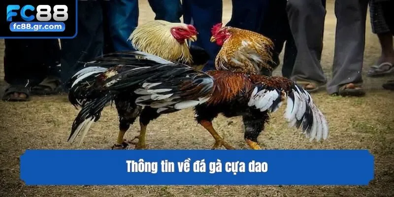Thông tin về đá gà cựa dao