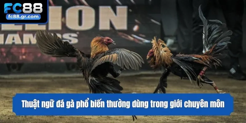 Thuật ngữ đá gà phổ biến thường dùng trong giới chuyên môn