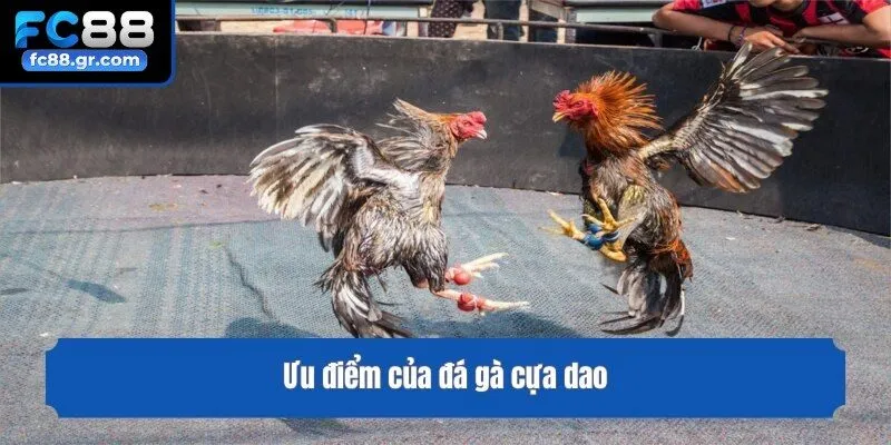 Ưu điểm của đá gà cựa dao