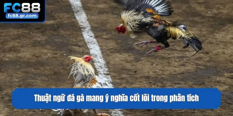 Thuật ngữ đá gà mang ý nghĩa cốt lõi trong phân tích